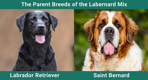 labernard|Labernard (St. Bernard Lab Mixed Dog Breed) Info, Pictures,。